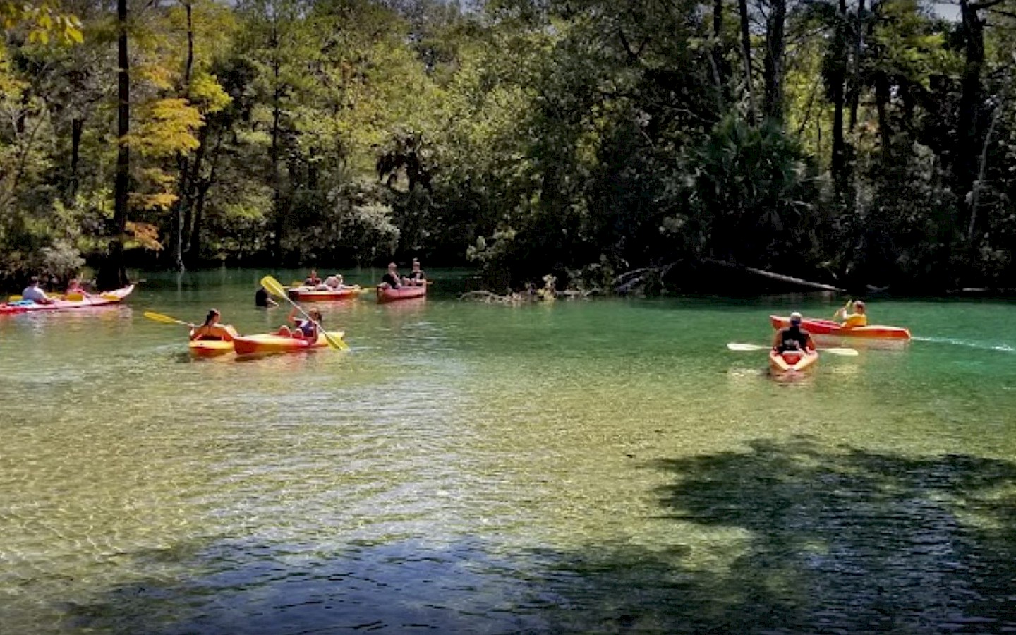 four canoes filled with families, surrounded by swimmers, at beautiful econfina creek
