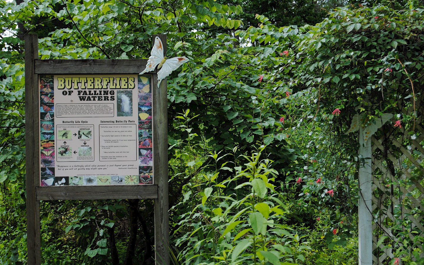 butterfly trail at falling waters state park