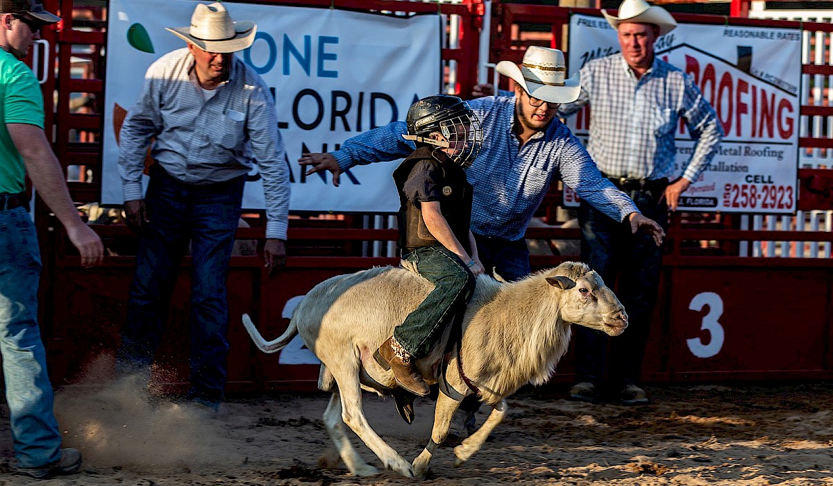 kid in a helmet riding a sheep during a rodeo for mutton busting contest