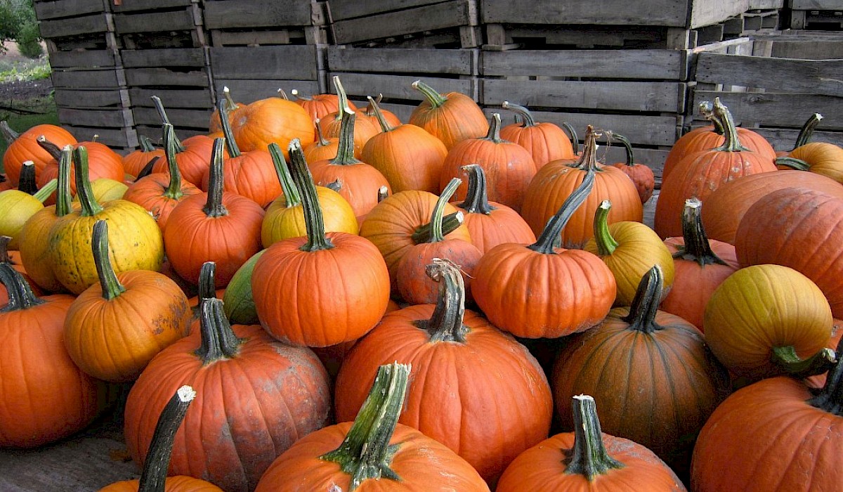 pumpkins at a farm