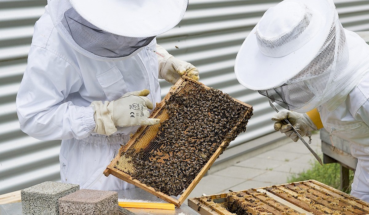 two beekeepers checking on cells in a hive with comb and bees on them