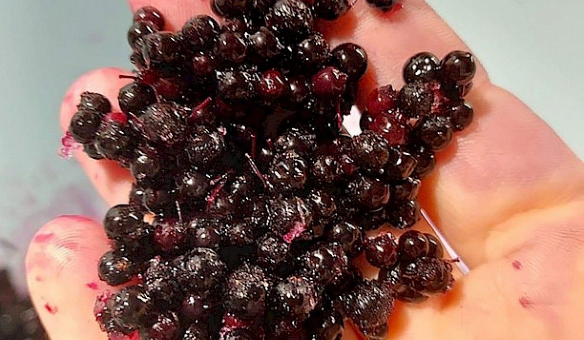 a woman with fresh elderberries in her hand