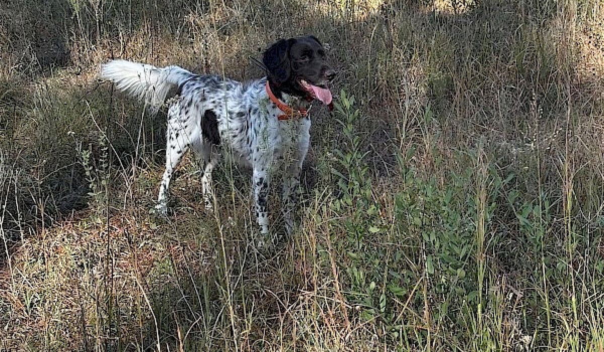 hunting dog ready for the hunt at a quail hunting preserve