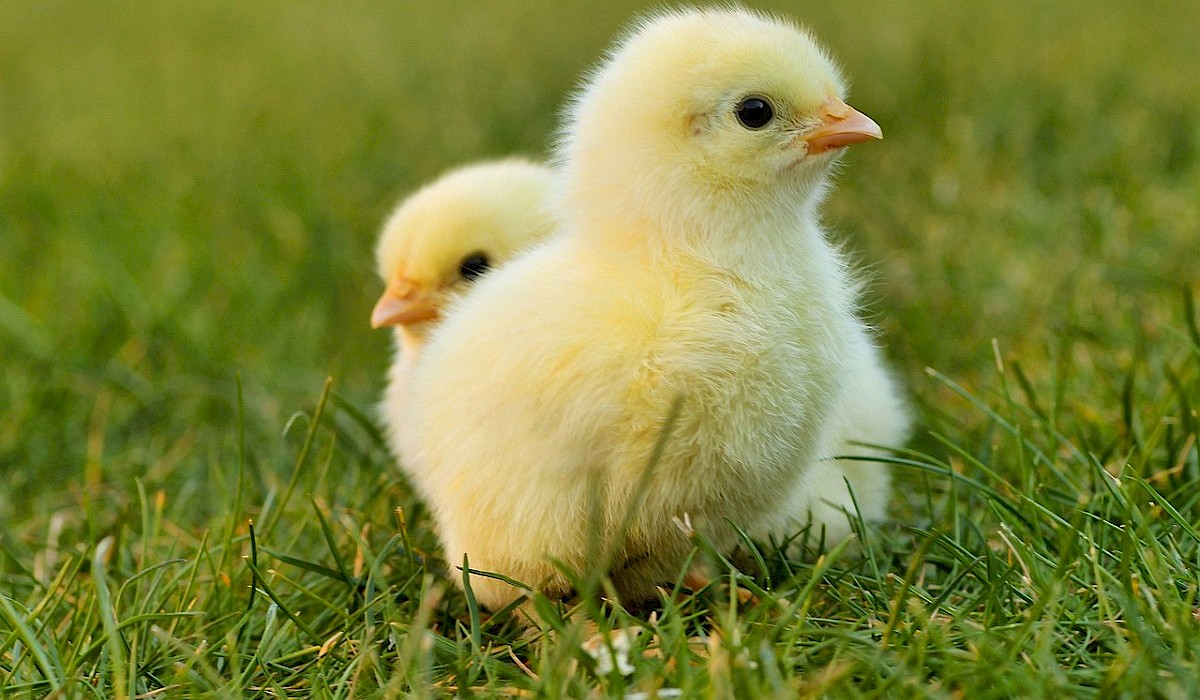 two yellow chicks standing on a grassy lawn